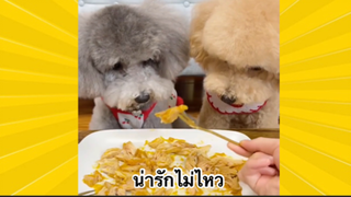 สัตว์เลี้ยงเพื่อนขนปุย : เจ้าหมาน้อยน่ารักไม่ไหว