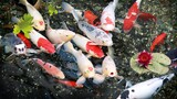 7 jenis ikan hias air tawar yang cocok untuk luar ruangan