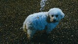 [คัทซีน] รวมฉากหมา ๆ เมื่อเหล่าน้องหมาถูกแกล้งแบบไม่ตั้งใจ