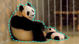 Panda yang lebih sedih daripada kesedihan.