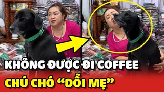 Chú chó Lu DỖI MẸ vì không dẫn mình ra quán UỐNG CÀ PHÊ 😂 | Yêu Lu