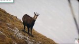 Đỉnh núi băng giá Schladming P1 - Thế giới động vật -Phần 2 hay vcl