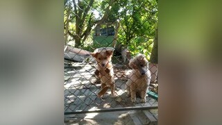 Mải chơi lắm..yeucho yeuchomeo cún cúncon chó chómèo chócon chó_cưng chókhôn yeuchomeo cưng chócute pet dog dogsoftiktok doggo yêu