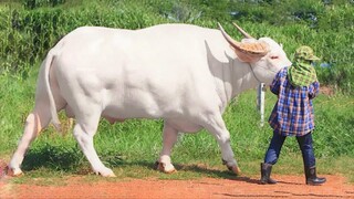 11 Rarest Albino Animals In The World.