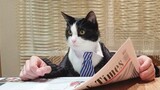 Mèo: Sau khi tốt nghiệp đại học, tôi đã trở thành một "nhà ngoại giao"