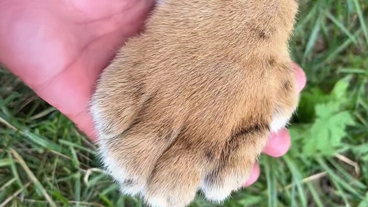 Let me show you a real tiger's paw. It's asleep and won't scratch you.