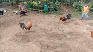 Bulik na Busog vs Dalusapi na Indi pa Busog Sparring time