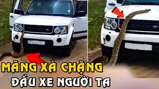 Nổi Hết Da Gà Khi Con Mãng Xà Bò Lên Xe Hơi Gây Kinh Hãi Cho Những Ngồi Bên Trong | Tám Tới Tấp