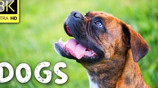 Beautiful Dogs Collection in 8K ULTRA HD (60 FPS) Relaxation Film With Relaxation Music