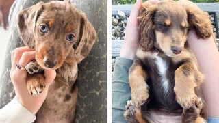 🐶 These Dachshund Puppies Help You Happier Everyday 😍 | Cute Puppies