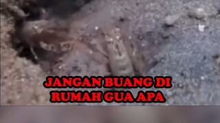 PERTARUNGAN UDANG MINGGU INI