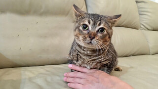 The Cat Born With Microplasia