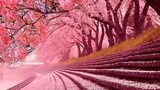 Sakura no Hana