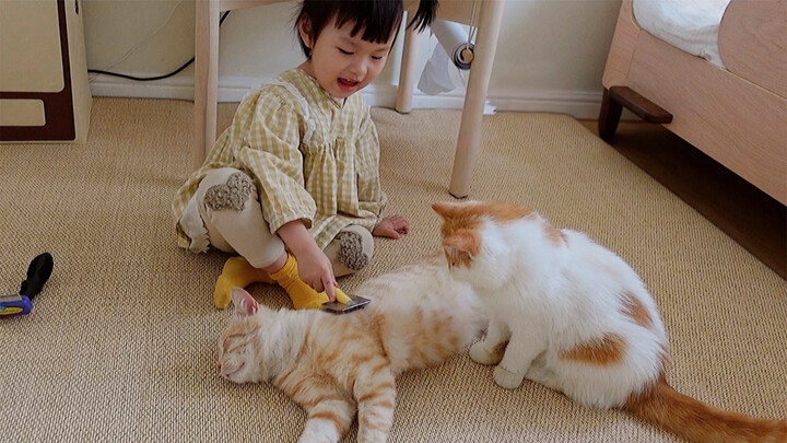 5 chú mèo đang chơi và 2 chú mèo đang tận hưởng được chải lông
