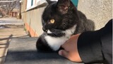 [Animals]Teasing the little black cat