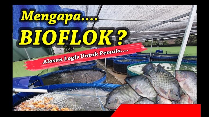 Mengapa Bioflok? Ini dia alasan saya memilih menggunakan sistem bioflok untuk semua kolam saya!
