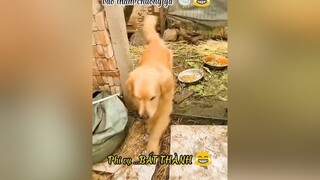 Boss 🐶 Lưu Huy Hoàng...ghé qua chồng gà 🐔😂dog thucung cute tauhai