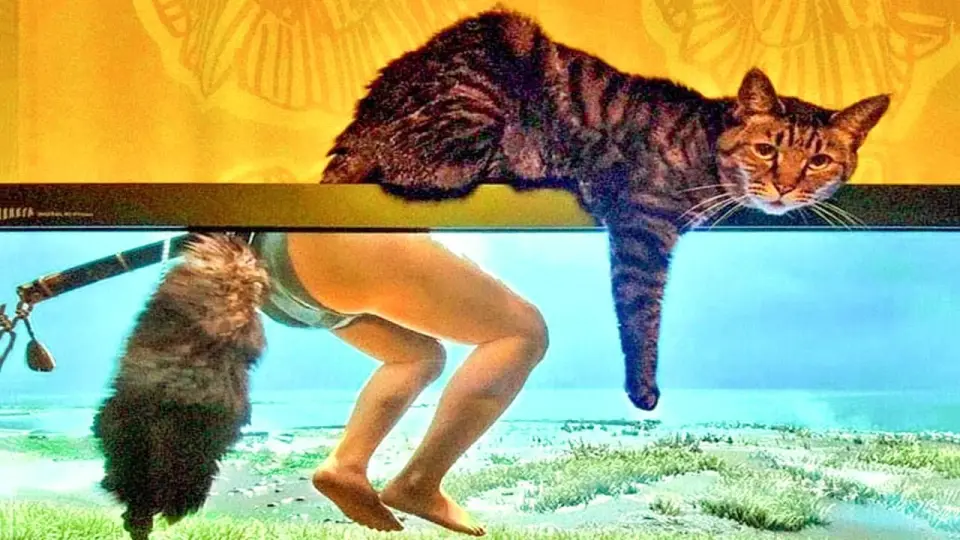 Funniest Dogs And Cats - Best Of The 2021 Funny Animal Videos #9 - Bilibili Funniest Dogs And Cats - Best Of The 2021 Funny Animal Videos #9 - Bilibili