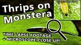 Thrips on a plant - Time Lapse and Microscope 🐛