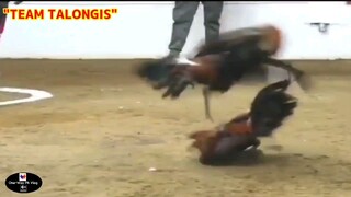 Sabong Part-14 Ligh Red Vs Dark Red (Team Talongis