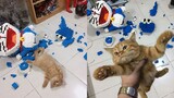 Owners are CRYING, you are LAUGHING! - CATS annoy Owners by funny and cute actions