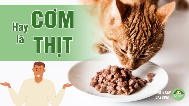 Mèo có nên ăn cơm hay không? Mèo ăn cơm hay là thịt? |Dayspet