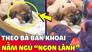 Đáng yêu bé Cún theo bà đi 'BÁN KHOAI NƯỚNG' làm ai thấy được cũng thương 😅 | Gâu Đần