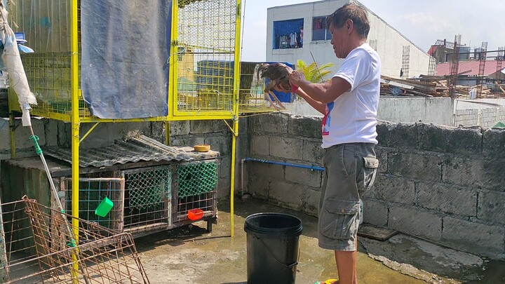 BOSS CITO SABONG Video paligo ng mga panlaban