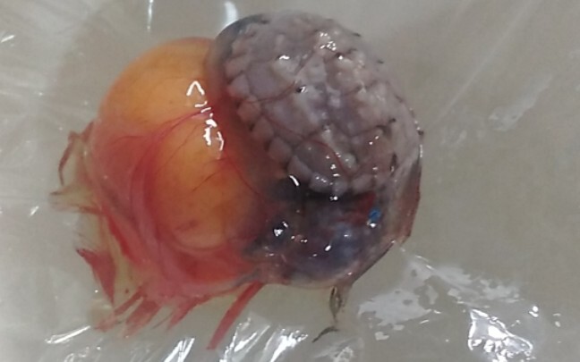 A turtle egg in plastic wrap is about to hatch