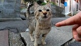 Kucing Liar yang Menyeka Kepalanya Pada Tanganku Sungguh Lucu