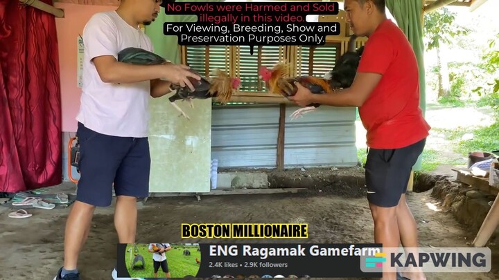 BOSTON MILLIONAIRE || ENG Ragamak GF