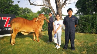 ได้เวลาย้ายบ้านแล้วจร้า#น้องโอลิเวียร์ จากYZสันติฟาร์ม สู่ประกิตฟาร์ม|Amarican brahman|