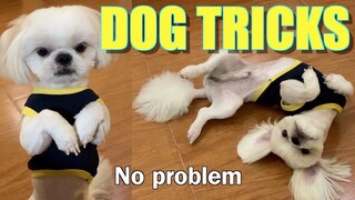 Borgy the Shih Tzu Performs Dog Tricks After Getting Shaved ( Cute & Funny Dog Video)