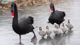 ที่สวนYuanmingyuan มีพ่อแม่หงส์ดำในเน็ตพาลูก6ตัวเดินบนน้ำแข็งน่ารักมาก