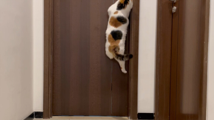 [Hewan]Kucing saya melompat untuk membuka pintu kamar mandi