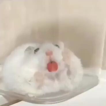 🐭🐭🐭