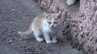 Kittens playing without a mother cat