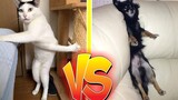 😂😂 การแข่งขันสัตว์เลี้ยงที่สนุกที่สุด 😂😂 CATS vs DOGS