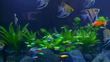 https://youtube.com/@partztv6460   Aquarium assorted fish