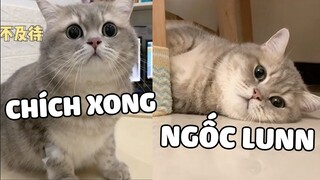 Tiểu Hùng là bé heo ngốc của mẹ 😘  | Pets TV