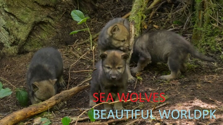 Island of the Sea Wolves 4K