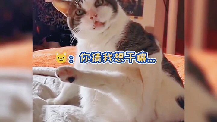 巨无霸胖子猫咪是吃什么长大的