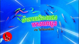 ปลาม้าลายเรืองแสง ปลาหางนกยูง เลี้ยงง่ายไม่ง้อออกซิเจน l คุณพ่อคราฟ EP.35