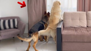 ซ่อนตัวจาก Golden Retriever และ German Shepherd พยายามอย่าหัวเราะ