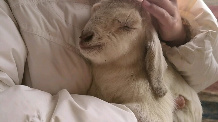 A newborn lamb is so comfortable to hold!