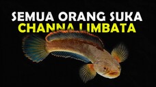 GAK KALAH SAMA CHANNA LAINNYA INI DIA IKAN CHANNA LIMBATA