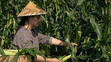 Yunan Dishes | Fresh and Crispy Baby Corn