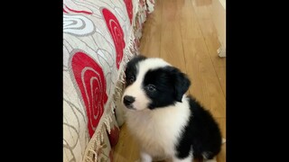 [Hewan]Border Collie Berusia 50 Hari yang Baru Dibeli