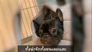 ขี้ดื้อกันจริงจริ๊งงง