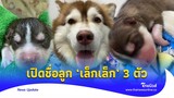 เอ็นดู...ได้ชื่อลูก ‘เล็กเล็ก’ ทั้ง 3 ตัว ตัวนี้แสบสุดๆ?|Thainews - ไทยนิวส์|Update 15-GT